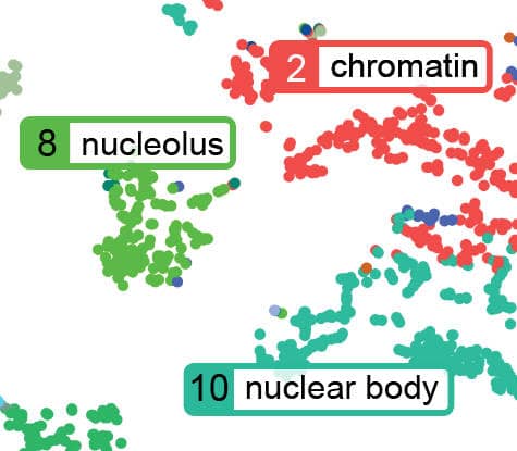 Cellmap of nuclear compartments