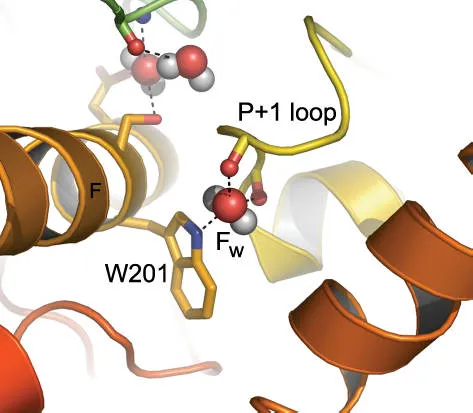 Protein kinase